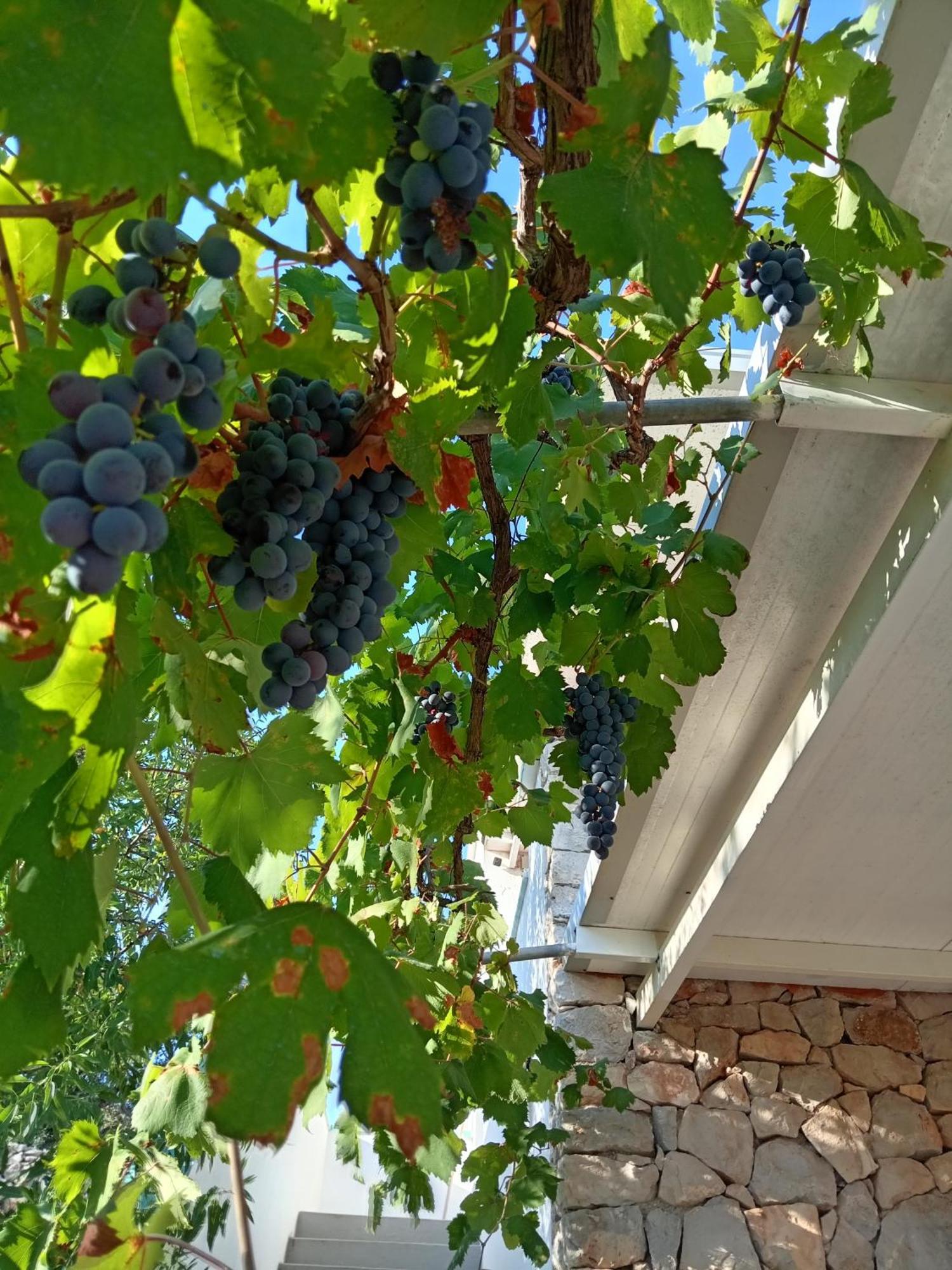 La Mennula Garden Διαμέρισμα Salignano  Εξωτερικό φωτογραφία